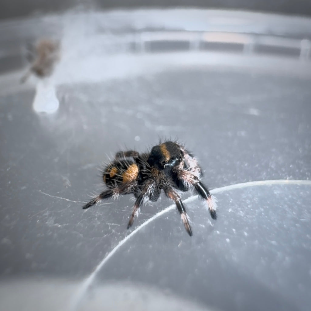 Jumping Spider Phidippus Regius - Bahamas - Baby Riley - Unsexed - i5/6