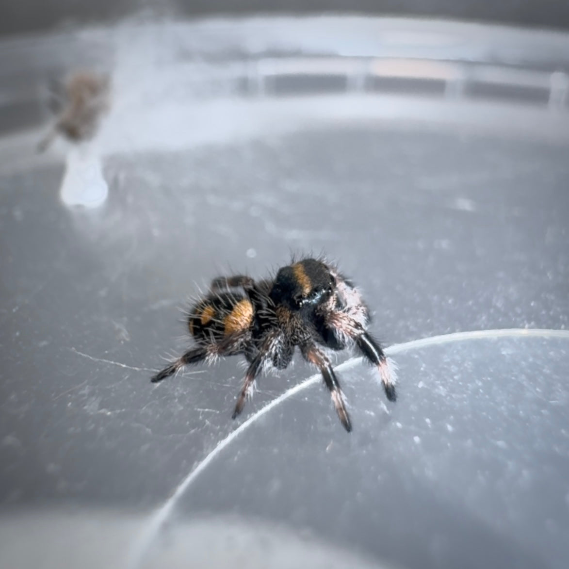 Jumping Spider Phidippus Regius - Bahamas - Baby Riley - Unsexed - i5/6
