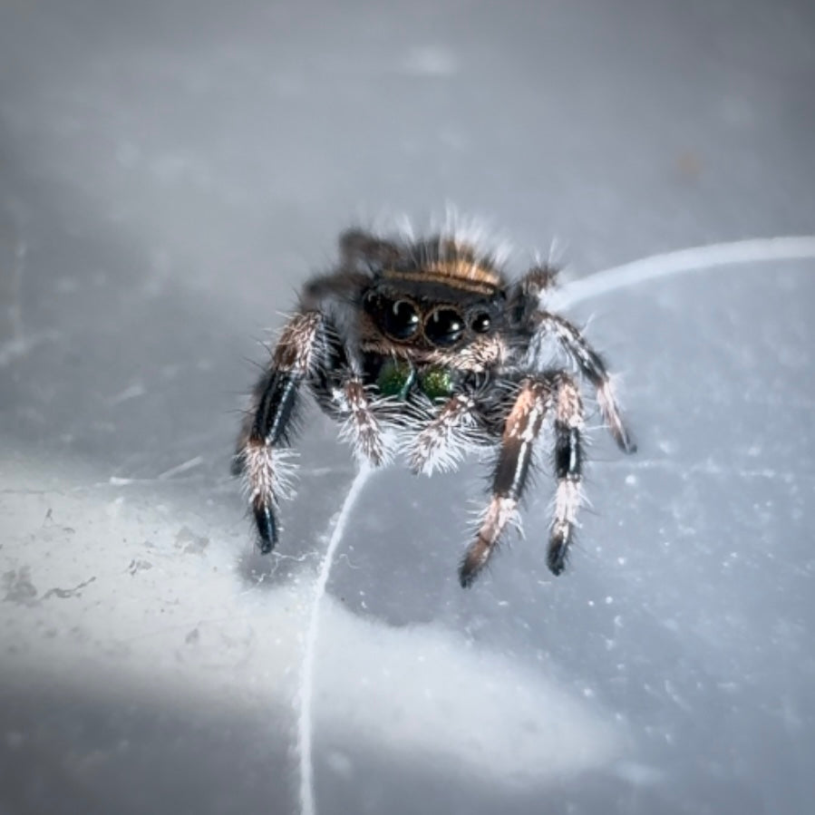 Jumping Spider Phidippus Regius - Bahamas - Baby Riley - Unsexed - i5/6