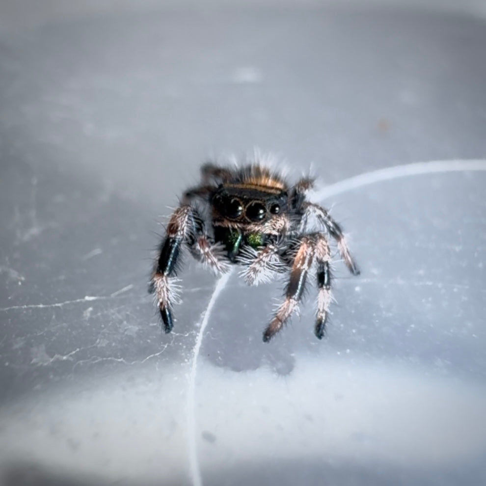 Jumping Spider Phidippus Regius - Bahamas - Baby Riley - Unsexed - i5/6