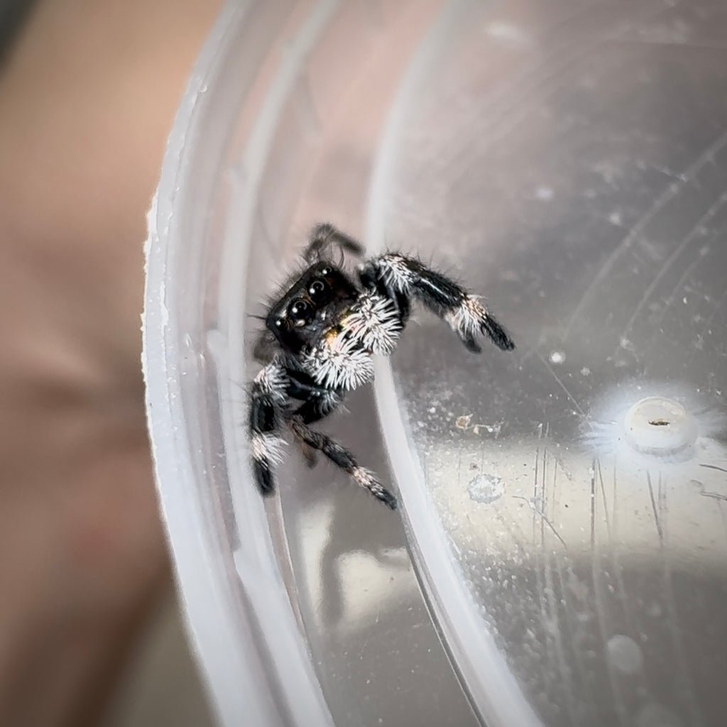 Jumping Spider Phidippus Regius - Bahamas - Quinn - Unsexed - i6