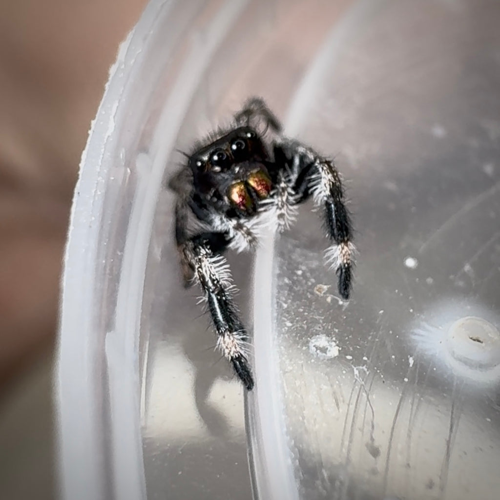 Jumping Spider Phidippus Regius - Bahamas - Quinn - Unsexed - i6