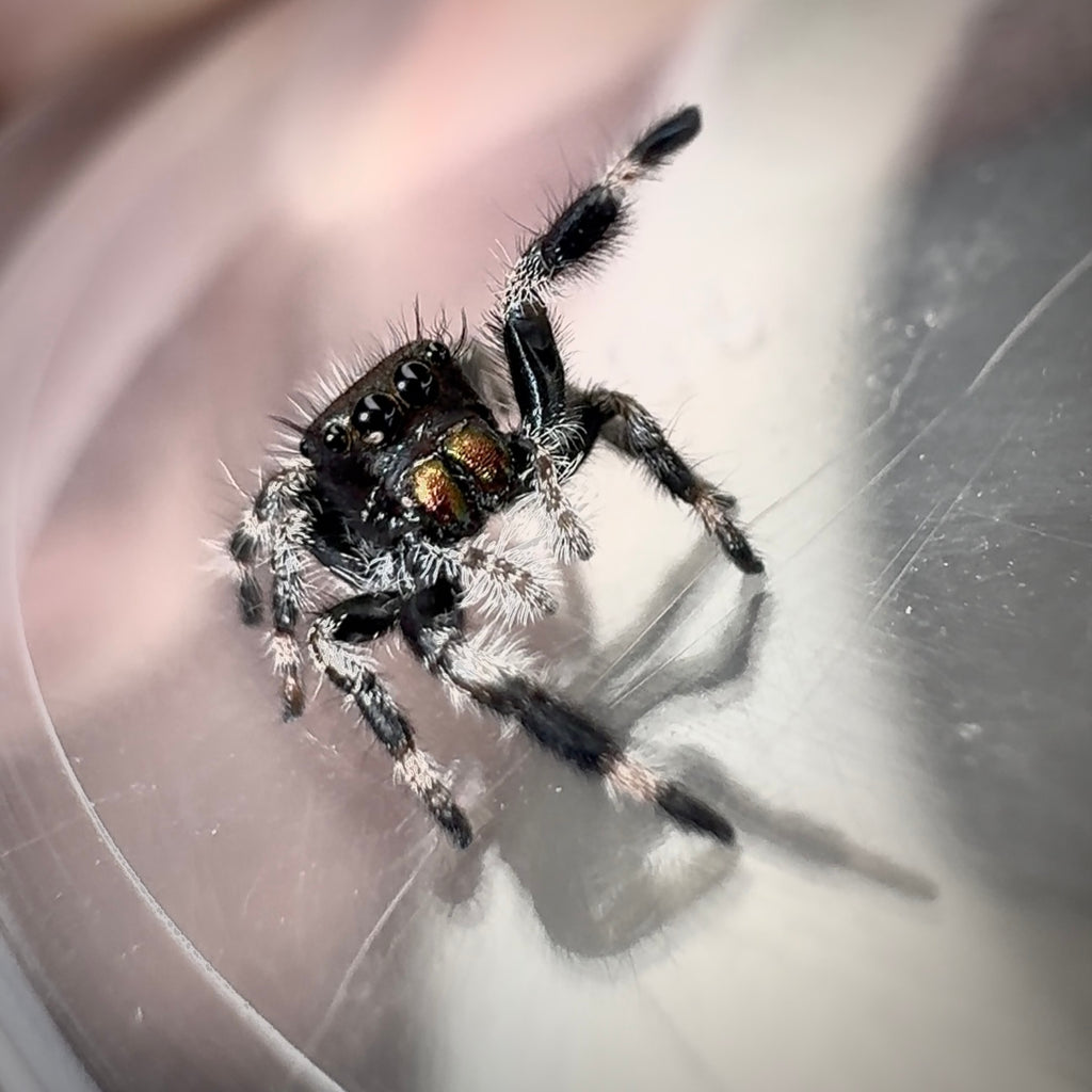 Jumping Spider Phidippus Regius - Bahamas - Quinn - Unsexed - i6