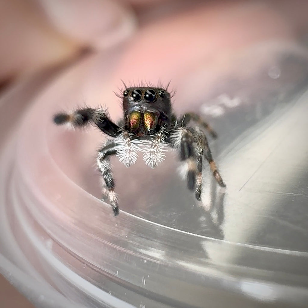 Jumping Spider Phidippus Regius - Bahamas - Quinn - Unsexed - i6