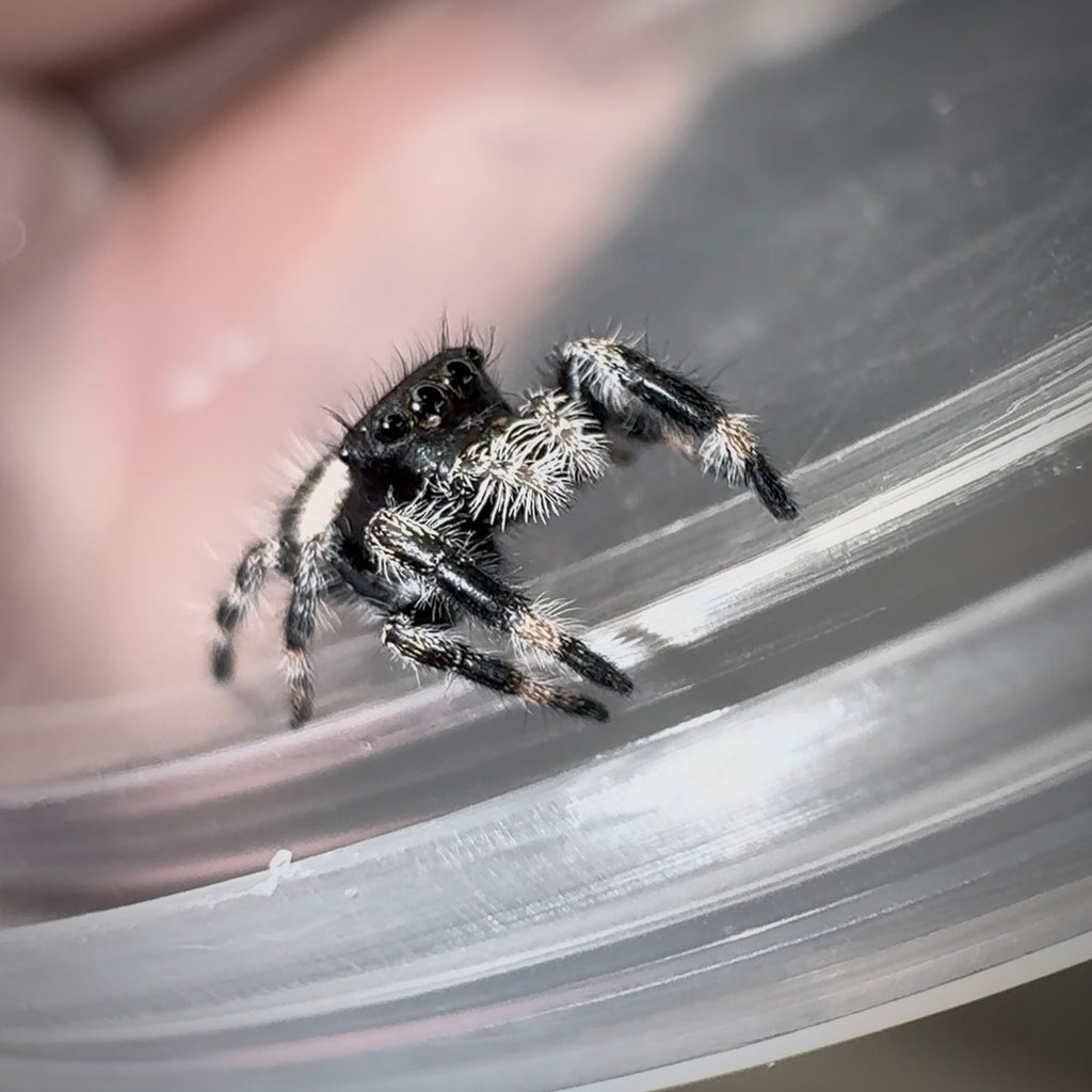 Jumping Spider Phidippus Regius - Bahamas - Quinn - Unsexed - i6