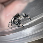 Jumping Spider Phidippus Regius - Bahamas - Quinn - Unsexed - i6