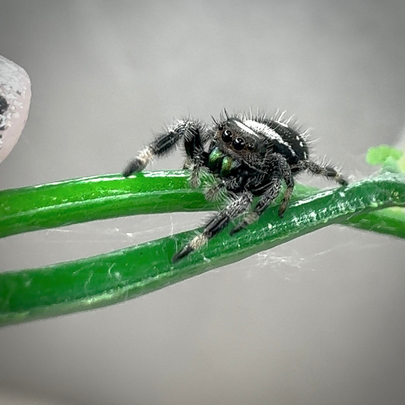 Jumping Spider Phidippus Regius - Apalachicola - Percy  - Male - i7