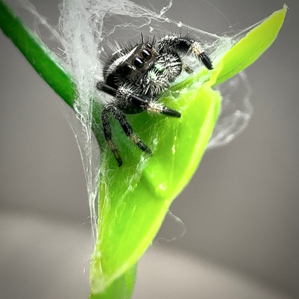 Jumping Spider Phidippus Regius - Apalachicola - Percy  - Male - i7