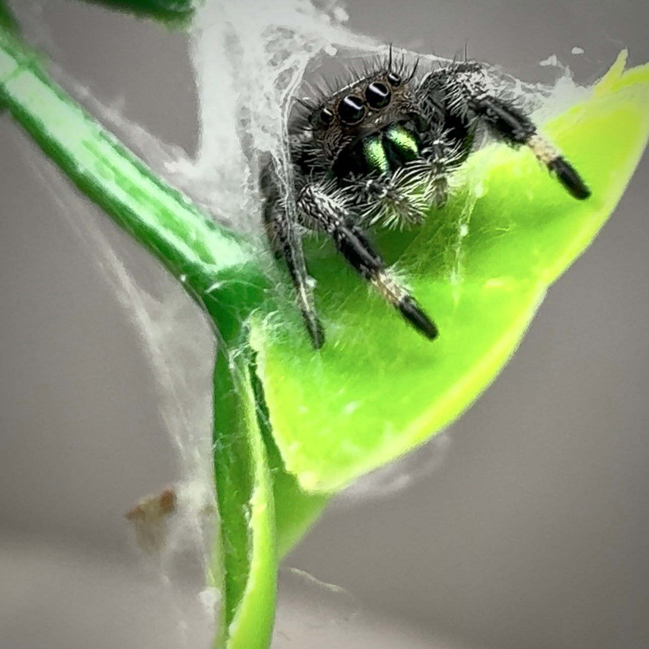 Jumping Spider Phidippus Regius - Apalachicola - Percy  - Male - i7