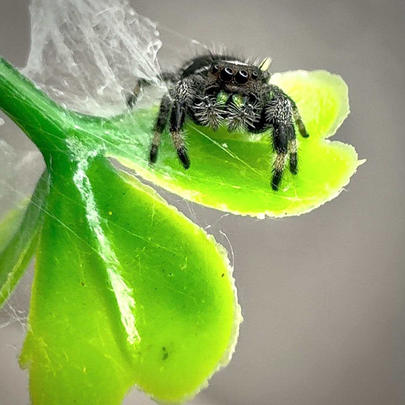 Jumping Spider Phidippus Regius - Apalachicola - Percy  - Male - i7