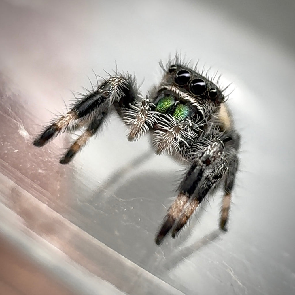 Jumping Spider Phidippus Regius - Florida - Spencer (aka The Chonk) - Unsexed - i6