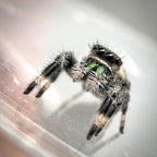 Jumping Spider Phidippus Regius - Florida - Spencer (aka The Chonk) - Unsexed - i6