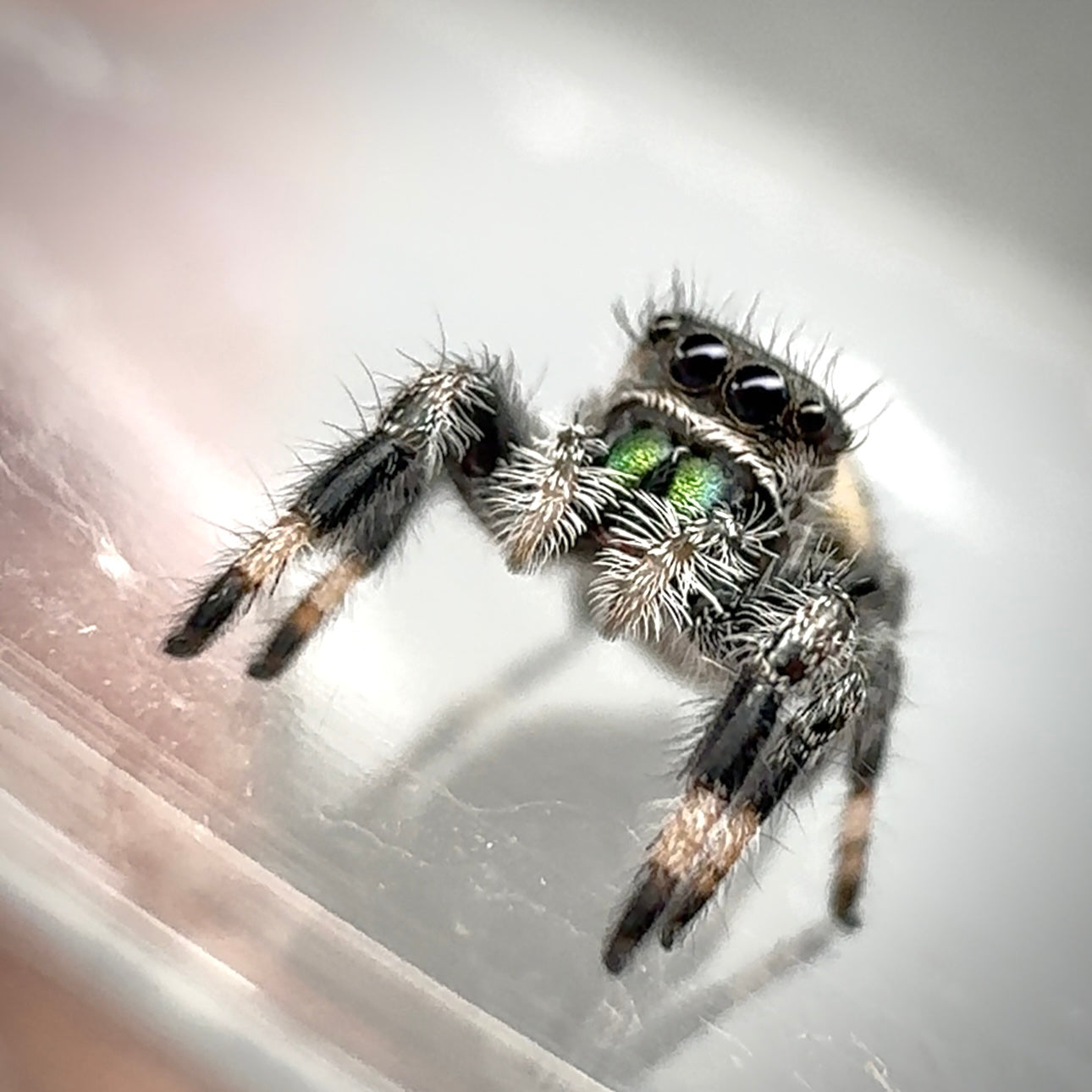 Jumping Spider Phidippus Regius - Florida - Spencer (aka The Chonk) - Unsexed - i6