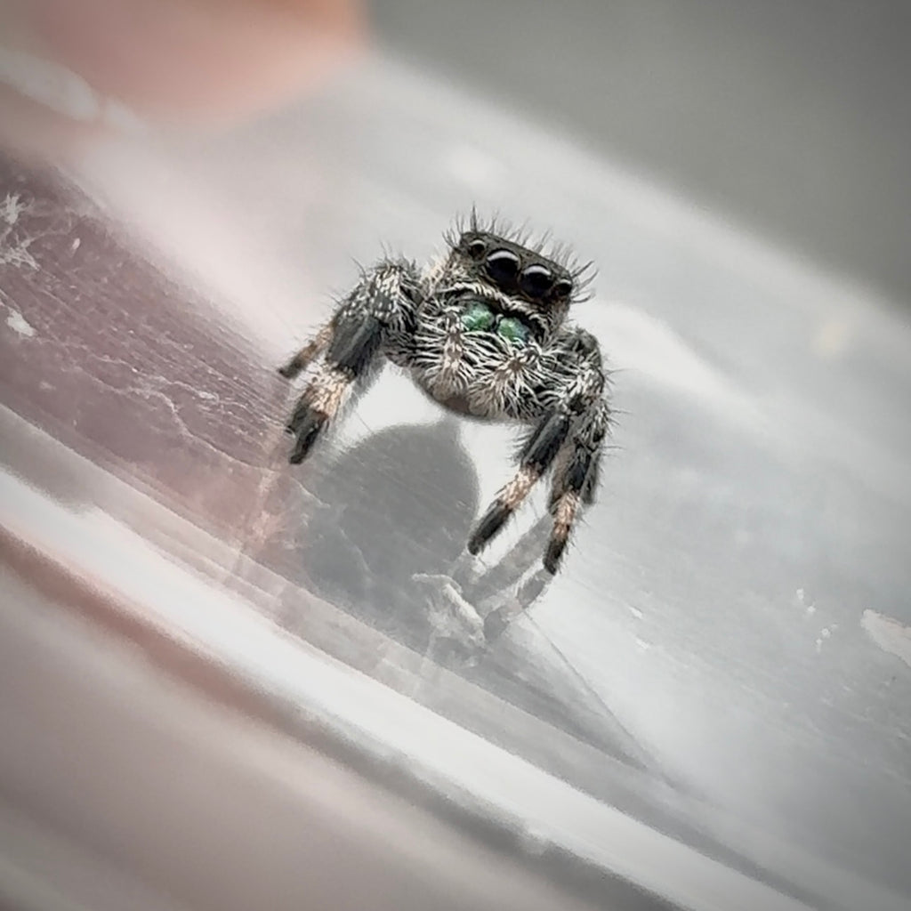 Jumping Spider Phidippus Regius - Florida - Spencer (aka The Chonk) - Unsexed - i6