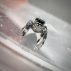 Jumping Spider Phidippus Regius - Florida - Spencer (aka The Chonk) - Unsexed - i6