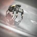 Jumping Spider Phidippus Regius - Florida - Spencer (aka The Chonk) - Unsexed - i6