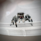 Jumping Spider Phidippus Regius - Bahamas - Bella - Female - i7