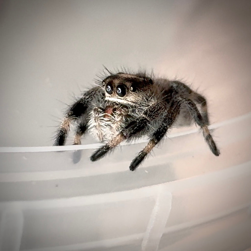 Jumping Spider Phidippus Regius - Bahamas - Bella - Female - i7