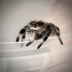 Jumping Spider Phidippus Regius - Bahamas - Bella - Female - i7