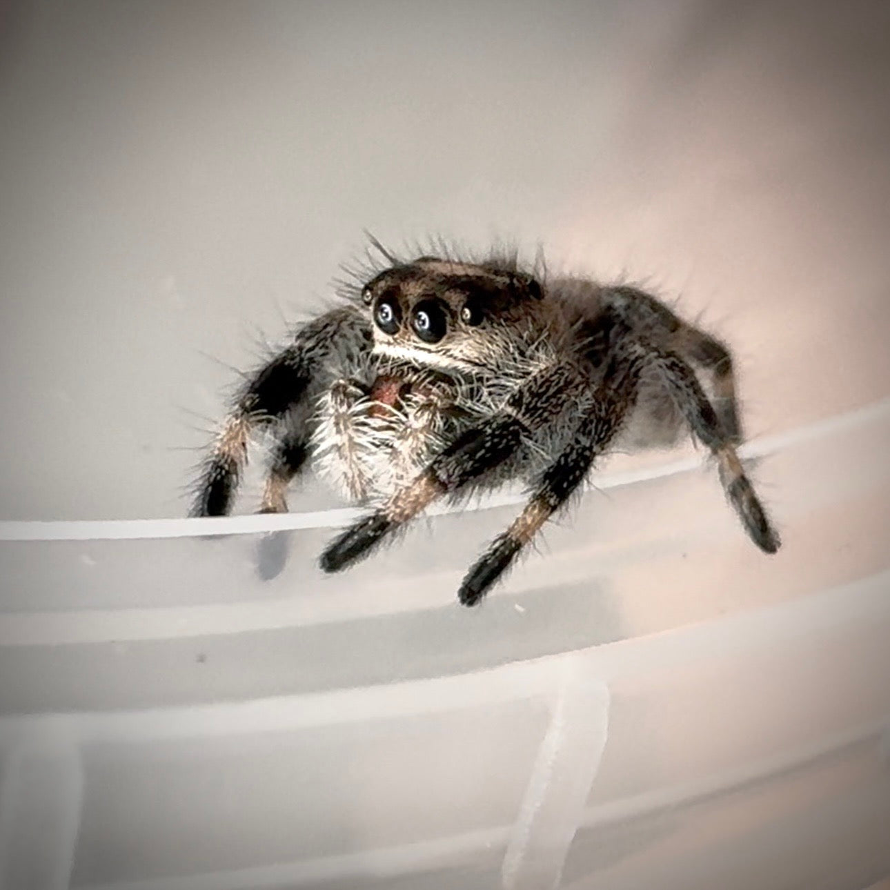 Jumping Spider Phidippus Regius - Bahamas - Bella - Female - i7