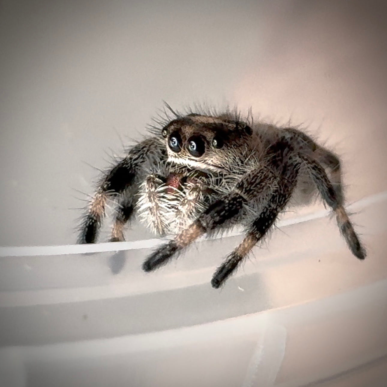 Jumping Spider Phidippus Regius - Bahamas - Bella - Female - i7