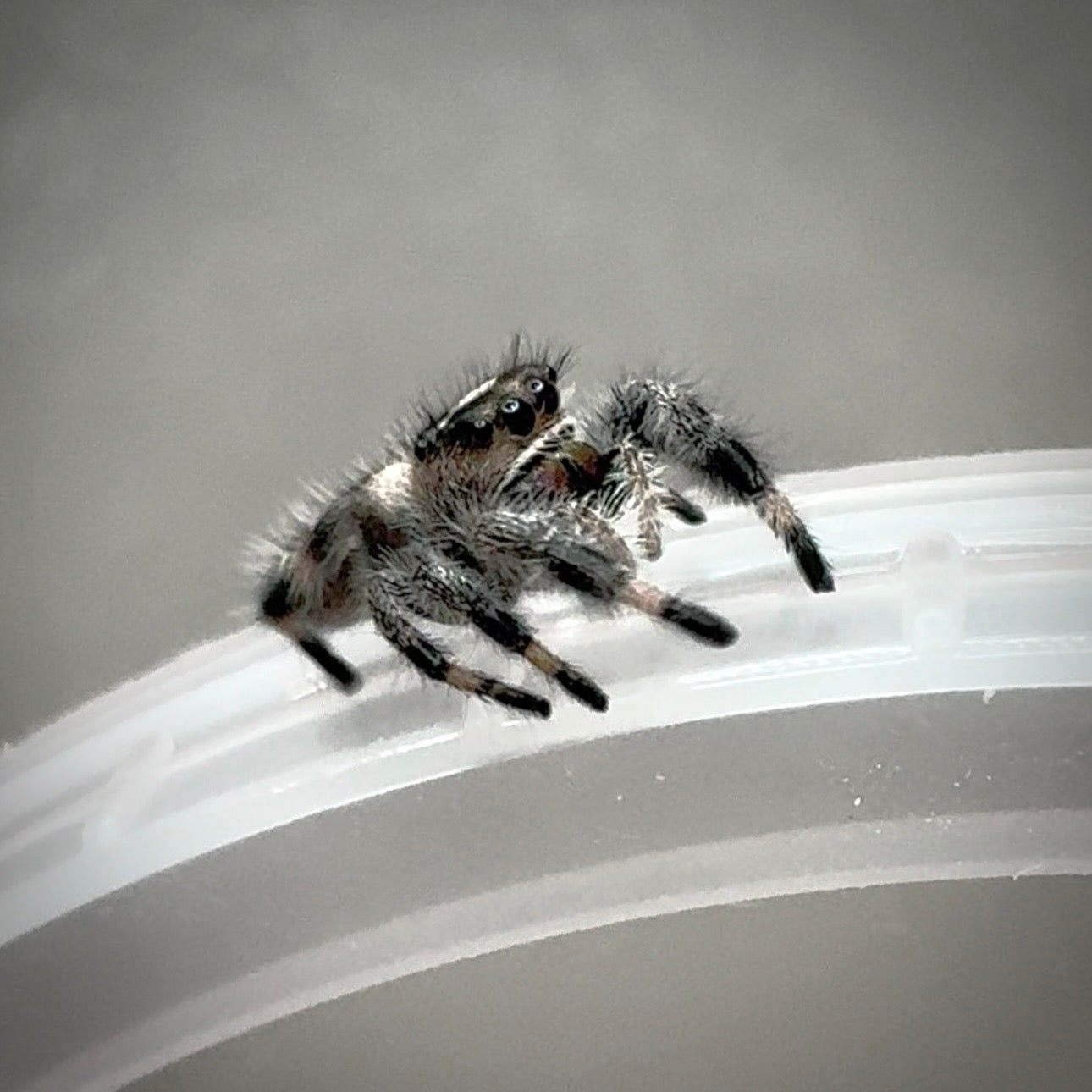 Jumping Spider Phidippus Regius - Bahamas - Bella - Female - i7