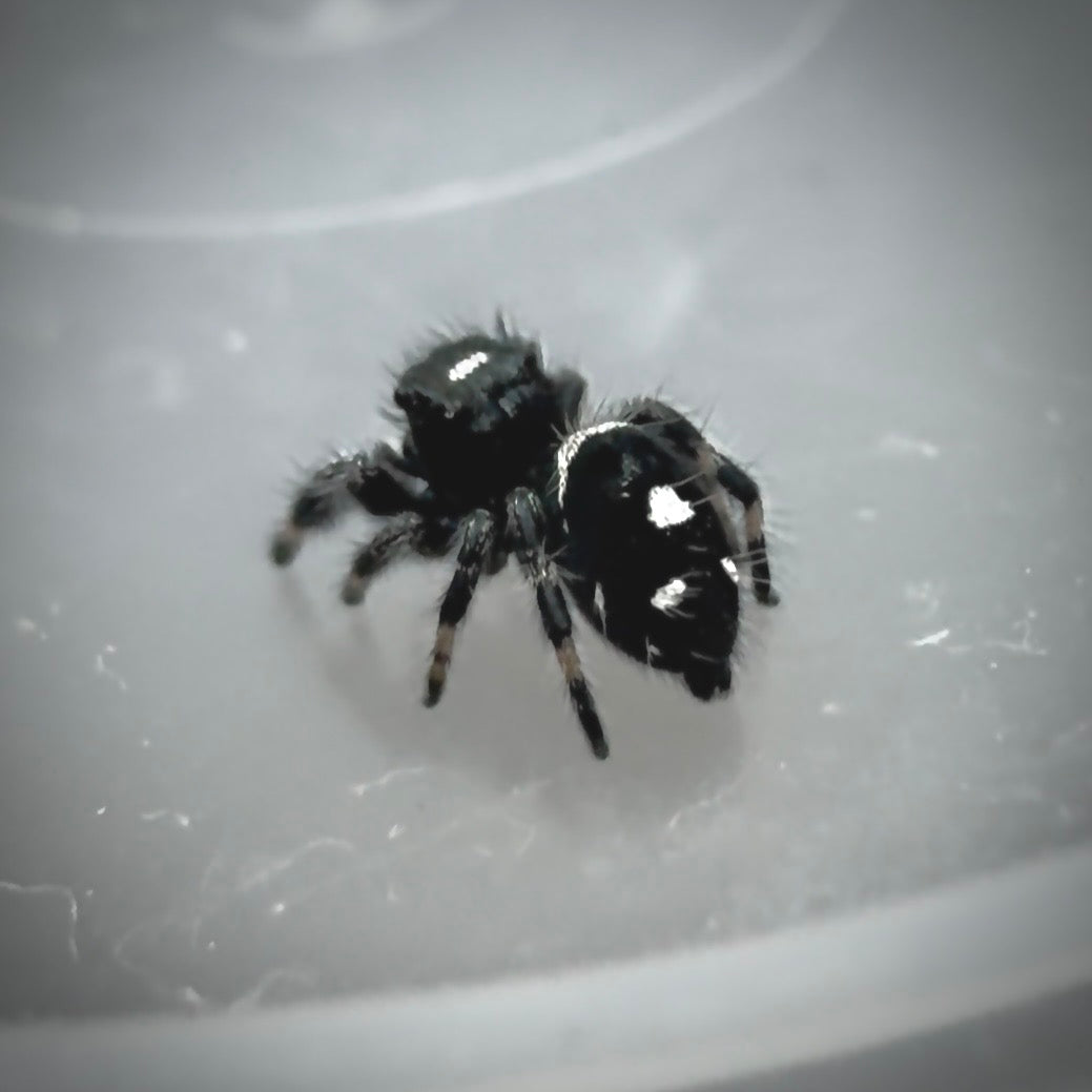 Jumping Spider Phidippus Regius - Apalachicola - Jitterbug  - Male - i7