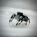 Jumping Spider Phidippus Regius - Apalachicola - Jitterbug  - Male - i7