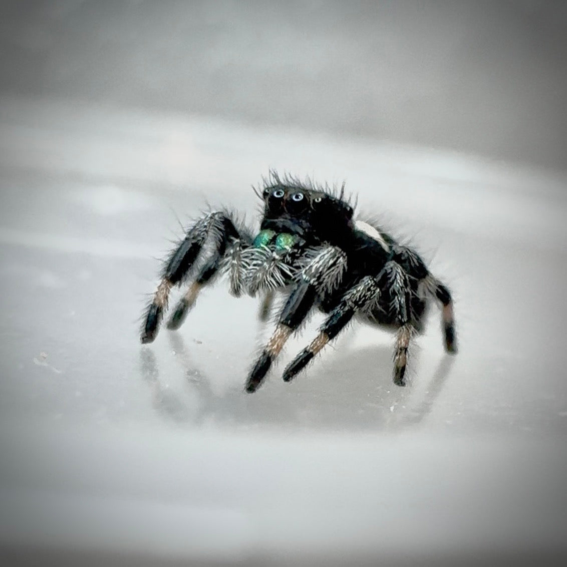 Jumping Spider Phidippus Regius - Apalachicola - Jitterbug  - Male - i7