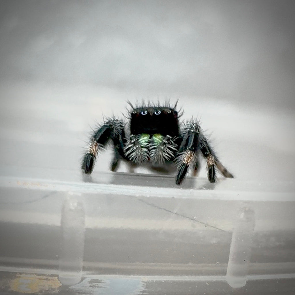 Jumping Spider Phidippus Regius - Apalachicola - Jitterbug  - Male - i7