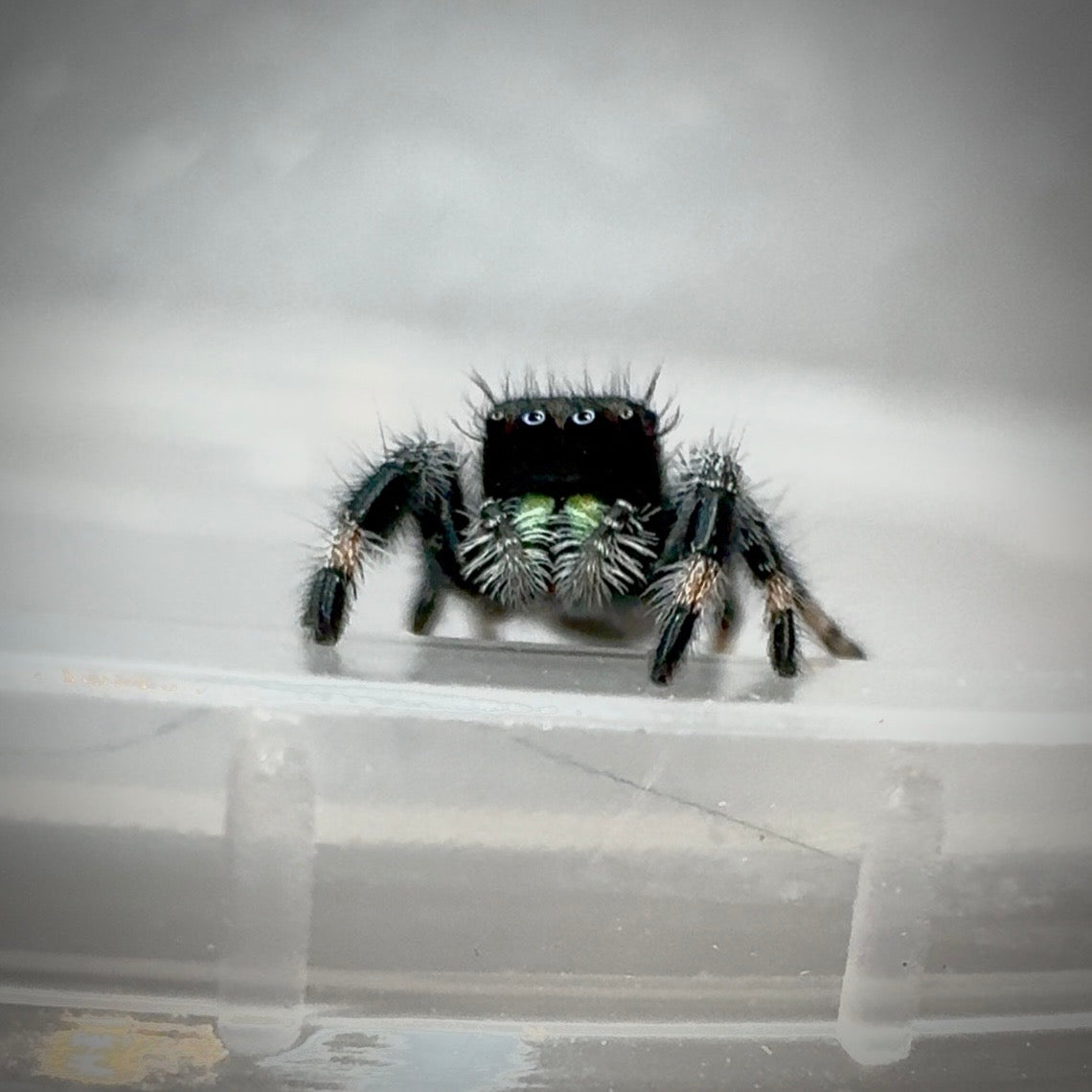Jumping Spider Phidippus Regius - Apalachicola - Jitterbug  - Male - i7