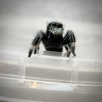Jumping Spider Phidippus Regius - Apalachicola - Jitterbug  - Male - i7
