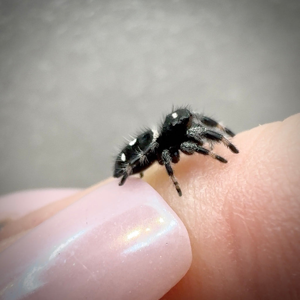 Jumping Spider Phidippus Regius - Apalachicola - Jitterbug  - Male - i7