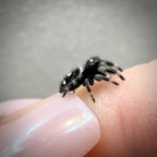 Jumping Spider Phidippus Regius - Apalachicola - Jitterbug  - Male - i7