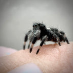 Jumping Spider Phidippus Regius - Apalachicola - Jitterbug  - Male - i7