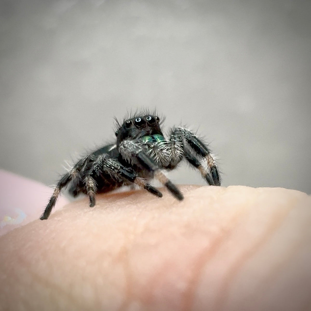 Jumping Spider Phidippus Regius - Apalachicola - Jitterbug  - Male - i7