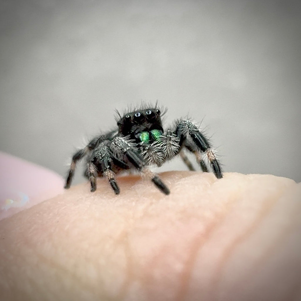 Jumping Spider Phidippus Regius - Apalachicola - Jitterbug  - Male - i7