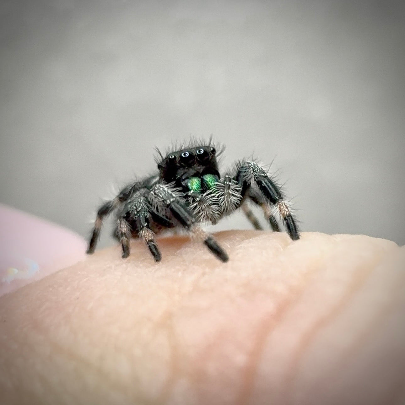 Jumping Spider Phidippus Regius - Apalachicola - Jitterbug  - Male - i7