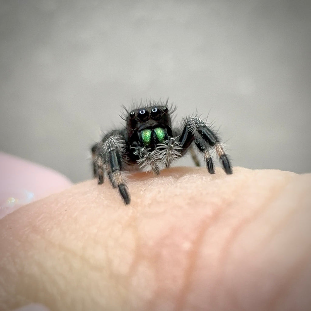 Jumping Spider Phidippus Regius - Apalachicola - Jitterbug  - Male - i7