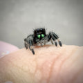 Jumping Spider Phidippus Regius - Apalachicola - Jitterbug  - Male - i7