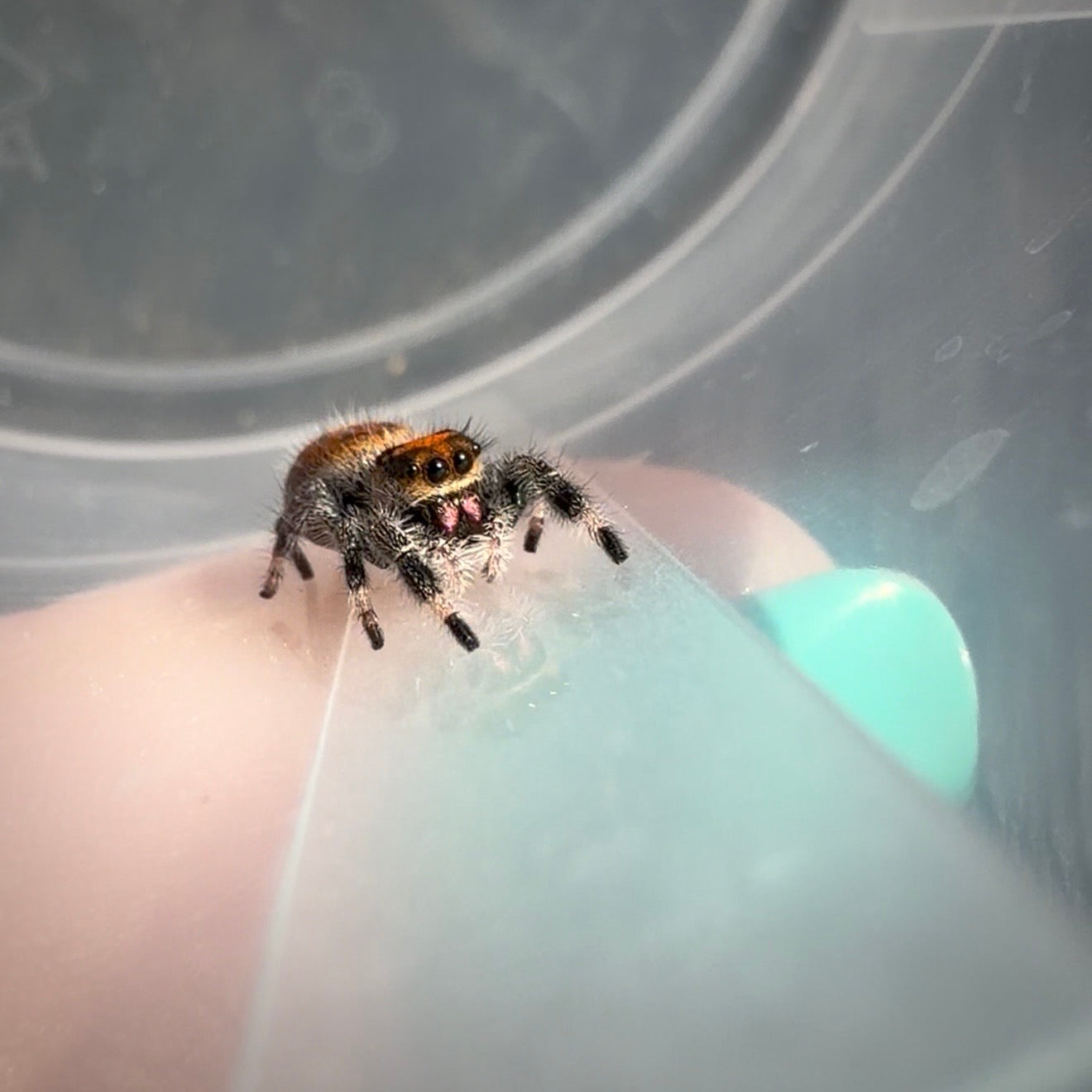 Jumping Spider Phidippus Regius - Ocala - Coco - Female - i7