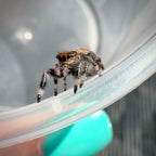 Jumping Spider Phidippus Regius - Ocala - Coco - Female - i7