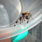 Jumping Spider Phidippus Regius - Ocala - Coco - Female - i7