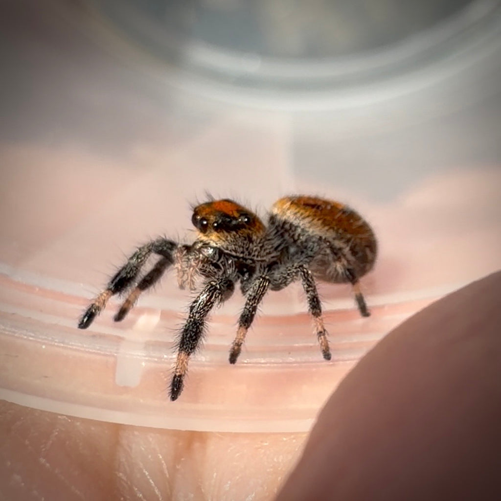 Jumping Spider Phidippus Regius - Ocala - Coco - Female - i7