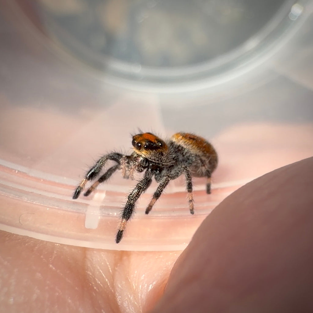 Jumping Spider Phidippus Regius - Ocala - Coco - Female - i7