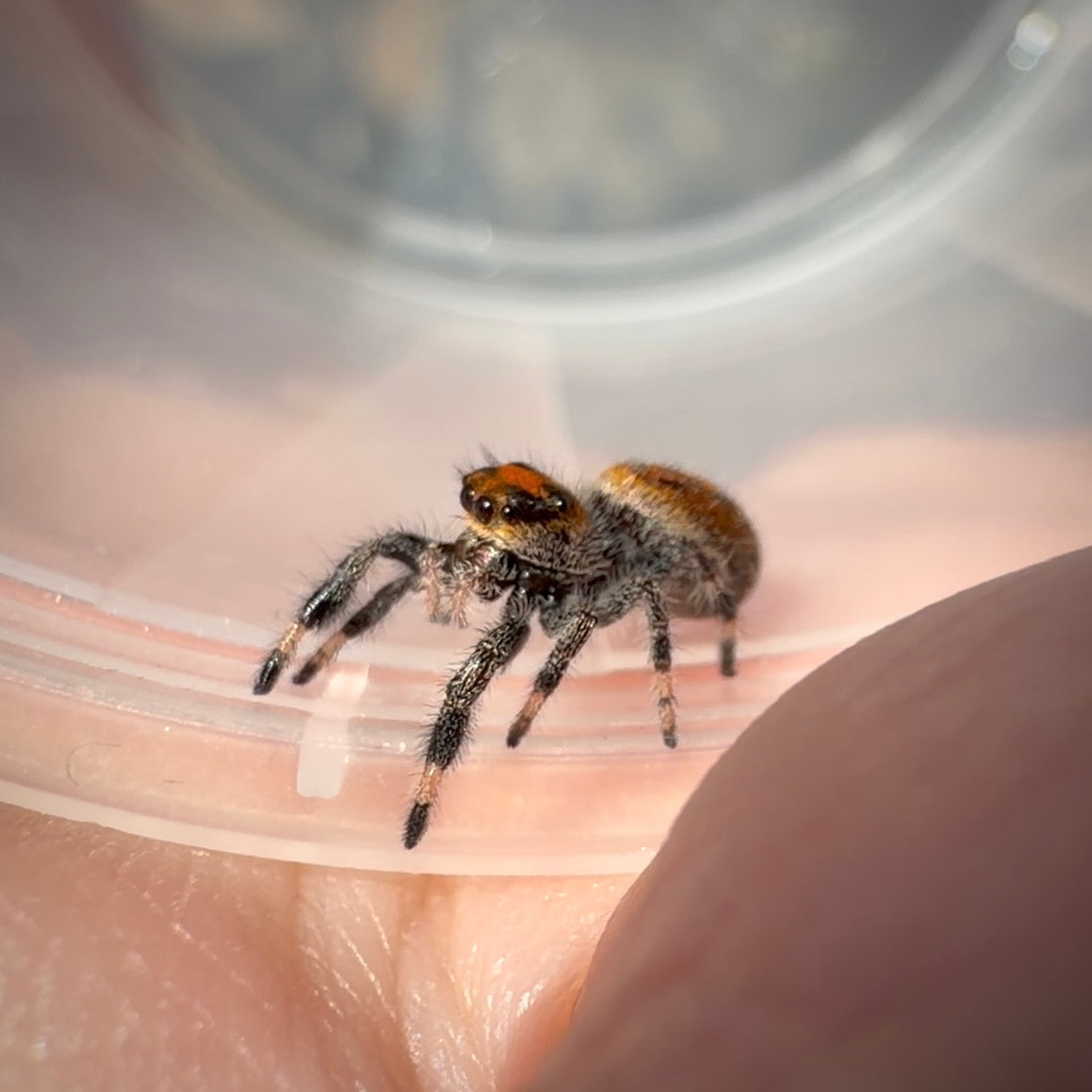 Jumping Spider Phidippus Regius - Ocala - Coco - Female - i7