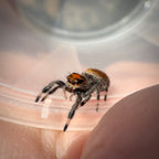 Jumping Spider Phidippus Regius - Ocala - Coco - Female - i7