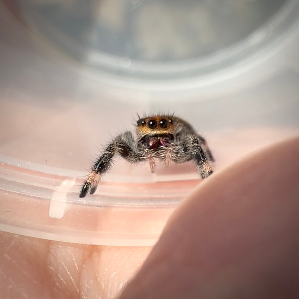 Jumping Spider Phidippus Regius - Ocala - Coco - Female - i7