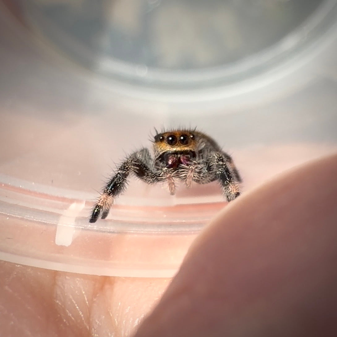 Jumping Spider Phidippus Regius - Ocala - Coco - Female - i7
