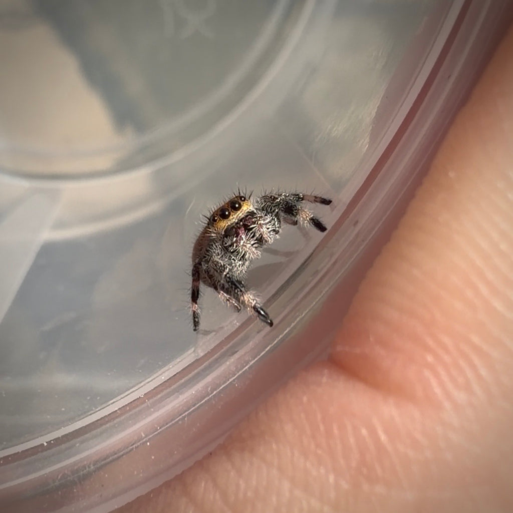 Jumping Spider Phidippus Regius - Ocala - Coco - Female - i7